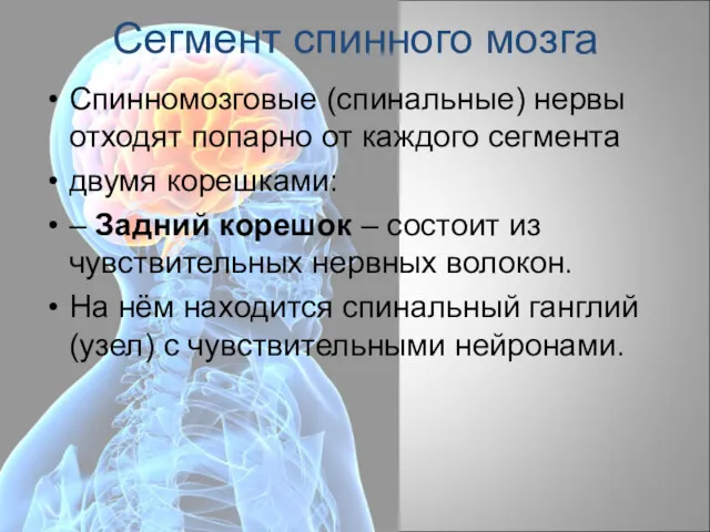 Сегмент спинного мозга Спинномозговые (спинальные) нервы отходят попарно от каждого