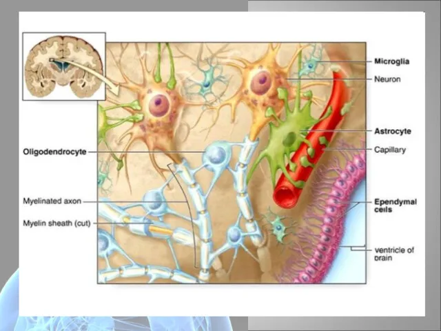 Нервная система Нервная система состоит из нервной ткани и имеет