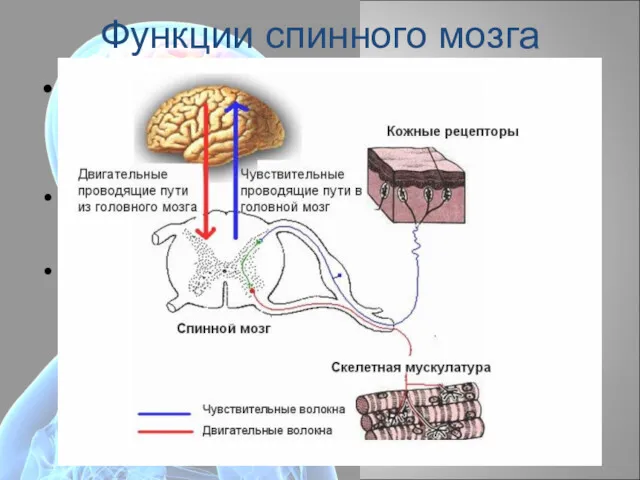 Функции спинного мозга Нисходящие нервные пути (пирамидный и экстрапирамидный) связывают