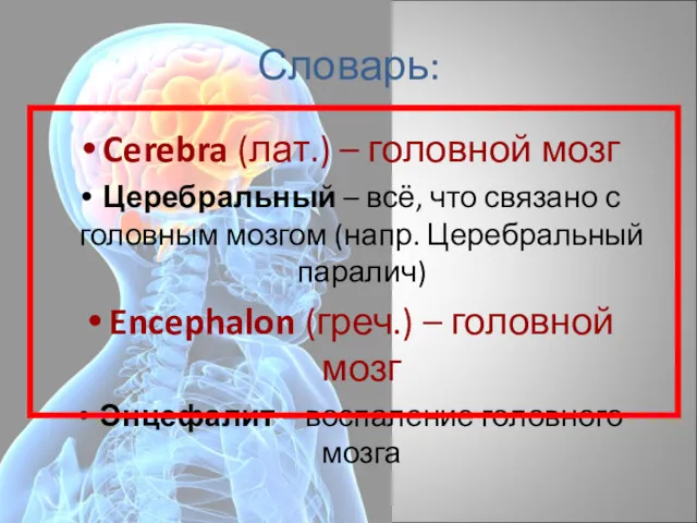 Cerebra (лат.) – головной мозг Церебральный – всё, что связано