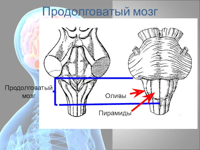 Продолговатый мозг Оливы Продолговатый мозг Пирамиды