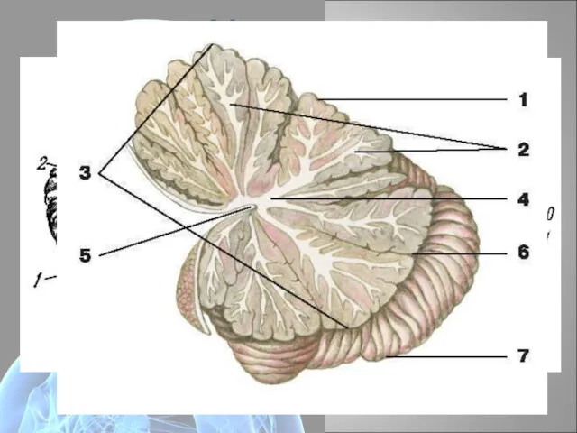 Мозжечок мост мозжечок