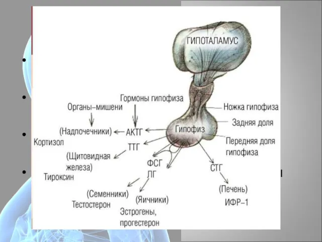 Гипоталамус 2. Одновременно является главной железой внутренней секреции. Серый бугор