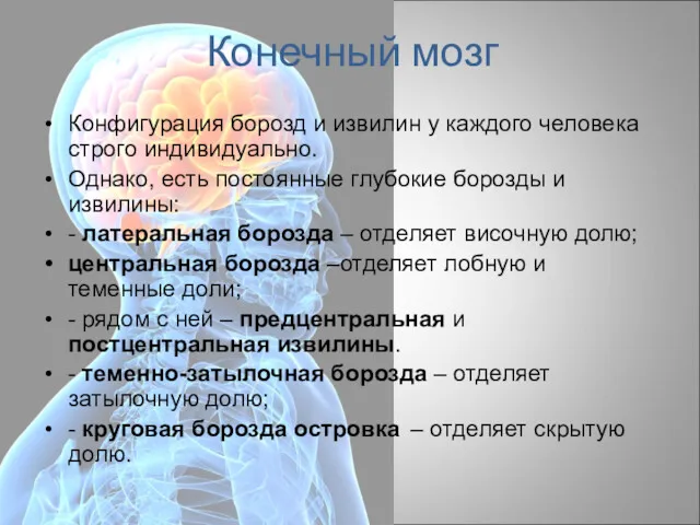 Конечный мозг Конфигурация борозд и извилин у каждого человека строго