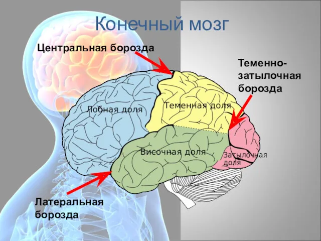 Конечный мозг Центральная борозда Латеральная борозда Теменно-затылочная борозда