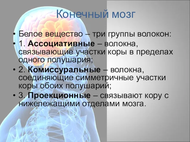 Конечный мозг Белое вещество – три группы волокон: 1. Ассоциативные