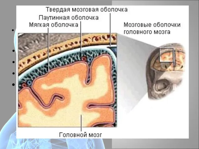 Оболочки мозга Головной и спинной мозг окружён тремя оболочками: 1.