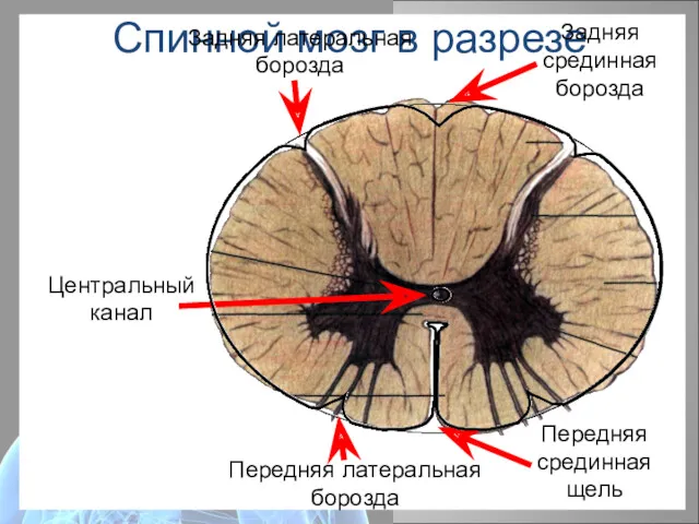 Спинной мозг в разрезе Центральный канал Передняя срединная щель Задняя