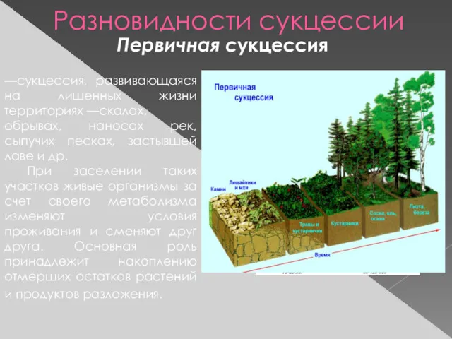 Разновидности сукцессии Первичная сукцессия —сукцессия, развивающаяся на лишенных жизни территориях