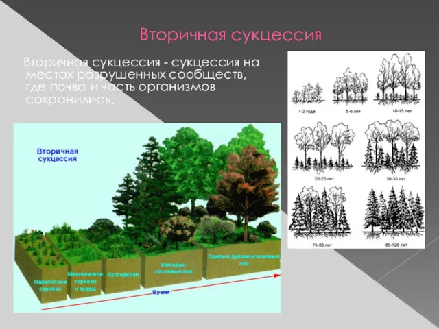 Вторичная сукцессия Вторичная сукцессия - сукцессия на местах разрушенных сообществ, где почва и часть организмов сохранились.