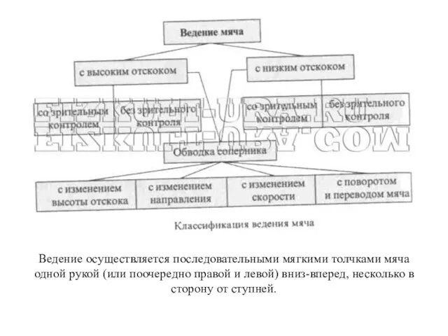 Ведение осуществляется последовательными мягкими толчками мяча одной рукой (или поочередно правой и левой)