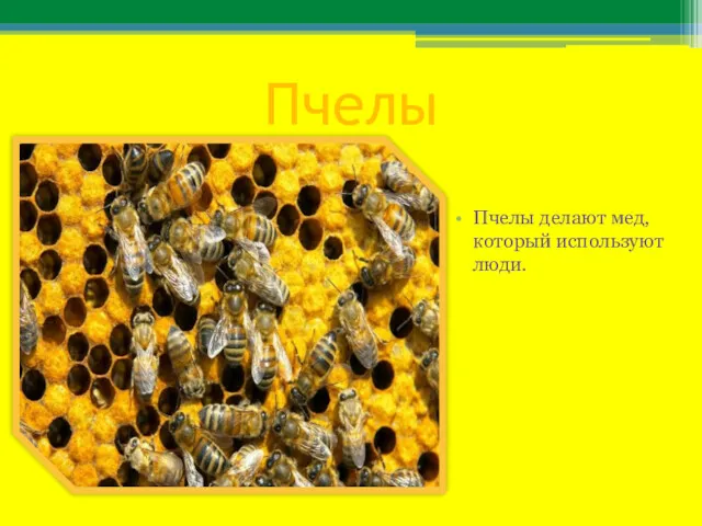 Пчелы Пчелы делают мед, который используют люди.