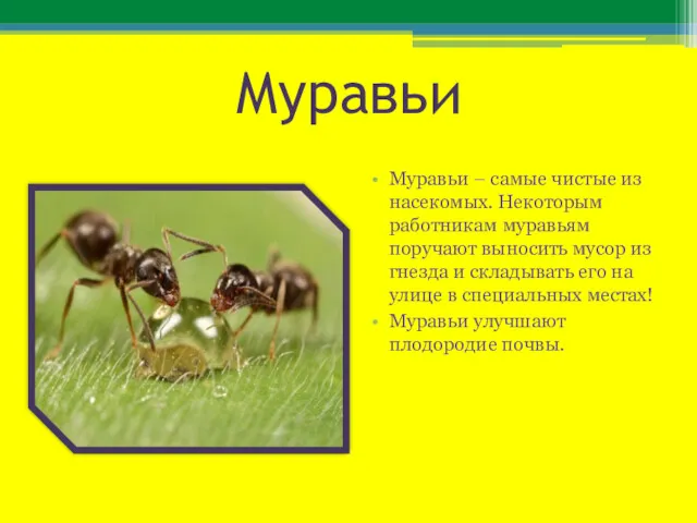 Муравьи Муравьи – самые чистые из насекомых. Некоторым работникам муравьям