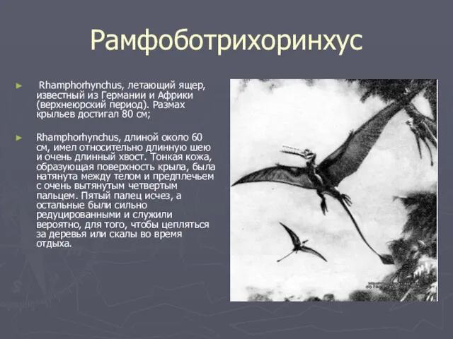 Рамфоботрихоринхус Rhamphorhynchus, летающий ящер, известный из Германии и Африки (верхнеюрский период). Размах крыльев