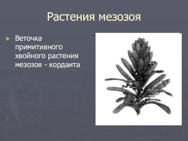 Растения мезозоя Веточка примитивного хвойного растения мезозоя - кордаита