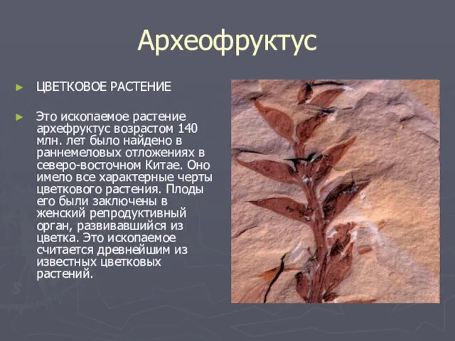 Археофруктус ЦВЕТКОВОЕ РАСТЕНИЕ Это ископаемое растение архефруктус возрастом 140 млн. лет было найдено