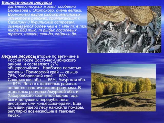 Биологические ресурсы дальневосточных морей, особенно Берингова и Охотского, очень велики.