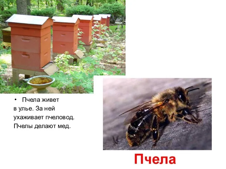 Пчела живет в улье. За ней ухаживает пчеловод. Пчелы делают мед.