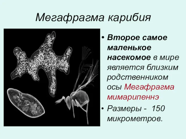 Мегафрагма карибия Второе самое маленькое насекомое в мире является близким