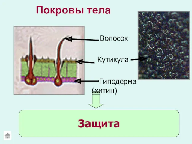 Покровы тела Гиподерма (хитин) Кутикула Волосок Защита