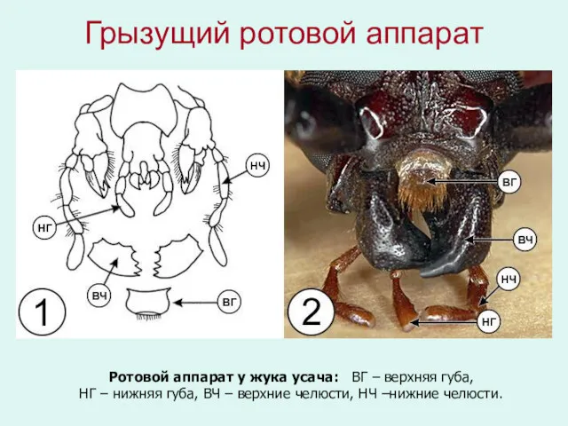 Грызущий ротовой аппарат Ротовой аппарат у жука усача: ВГ –