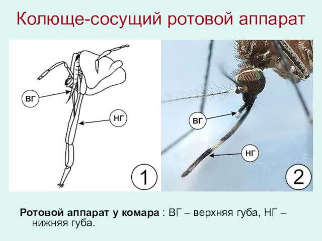 Колюще-сосущий ротовой аппарат Ротовой аппарат у комара : ВГ – верхняя губа, НГ – нижняя губа.