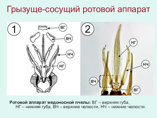 Грызуще-сосущий ротовой аппарат Ротовой аппарат медоносной пчелы: ВГ – верхняя