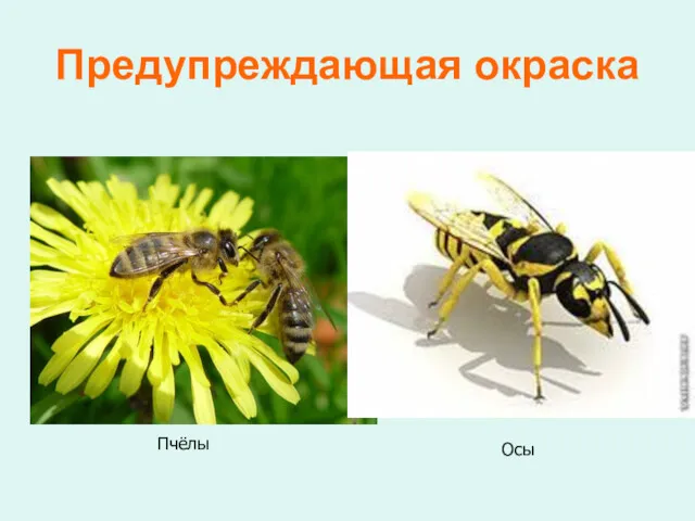 Предупреждающая окраска Осы Пчёлы
