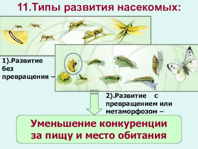11.Типы развития насекомых: Уменьшение конкуренции за пищу и место обитания