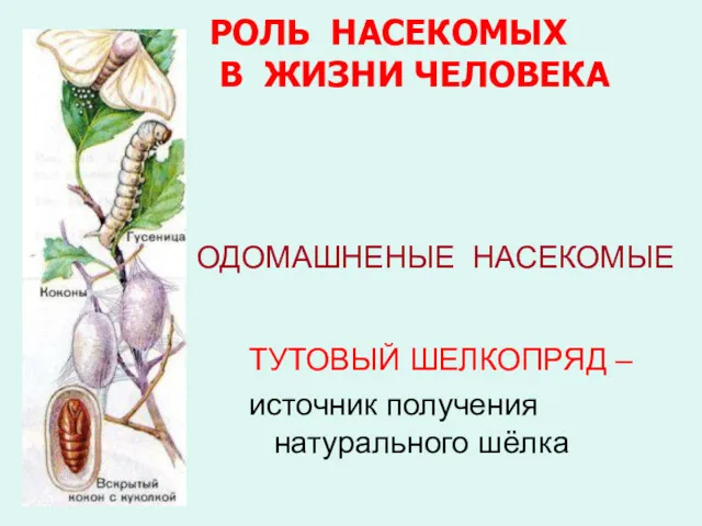 ОДОМАШНЕНЫЕ НАСЕКОМЫЕ ТУТОВЫЙ ШЕЛКОПРЯД – источник получения натурального шёлка РОЛЬ НАСЕКОМЫХ В ЖИЗНИ ЧЕЛОВЕКА