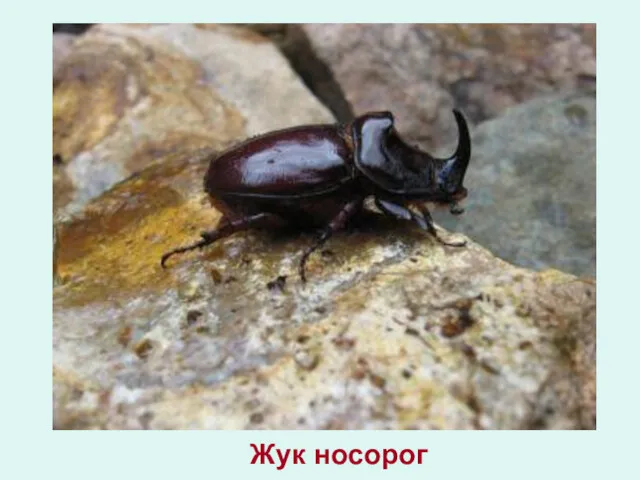 Жук носорог