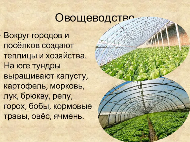 Овощеводство Вокруг городов и посёлков создают теплицы и хозяйства. На