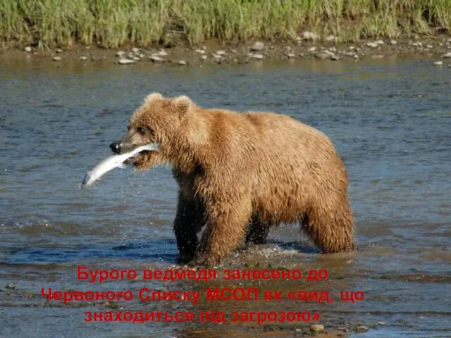 Бурого ведмедя занесено до Червоного Списку МСОП як «вид, що знаходиться під загрозою»