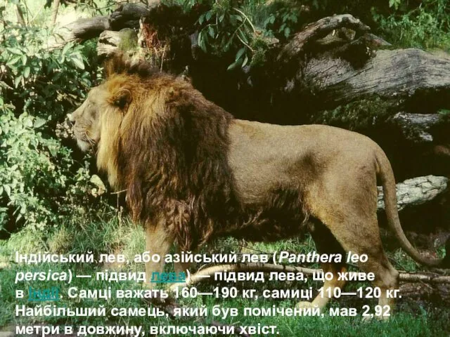 Індійський лев, або азійський лев (Panthera leo persica) — підвид