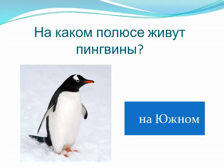 На каком полюсе живут пингвины? на Южном