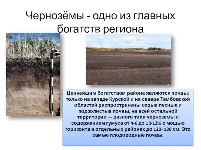 Чернозёмы - одно из главных богатств региона Ценнейшим богатством района являются почвы: только