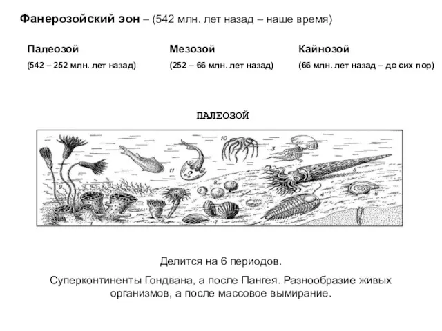 Фанерозойский эон – (542 млн. лет назад – наше время) Палеозой (542 –