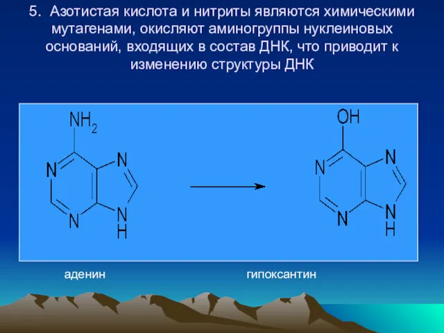 5. Азотистая кислота и нитриты являются химическими мутагенами, окисляют аминогруппы
