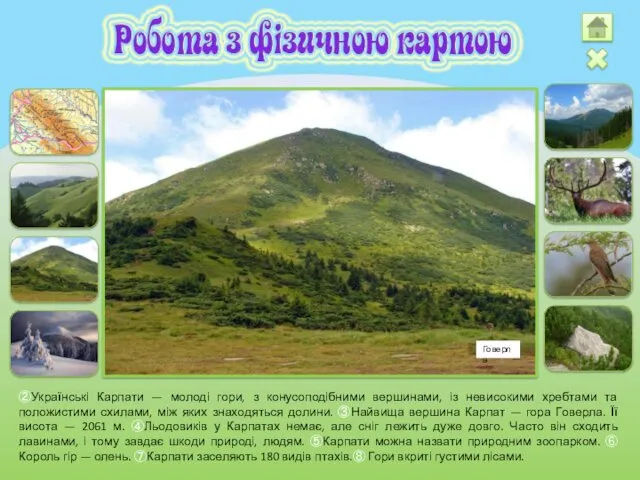 ②Українські Карпати — молоді гори, з конусоподібними вершинами, із невисокими хребтами та положистими