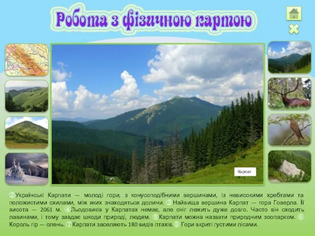 ②Українські Карпати — молоді гори, з конусоподібними вершинами, із невисокими хребтами та положистими