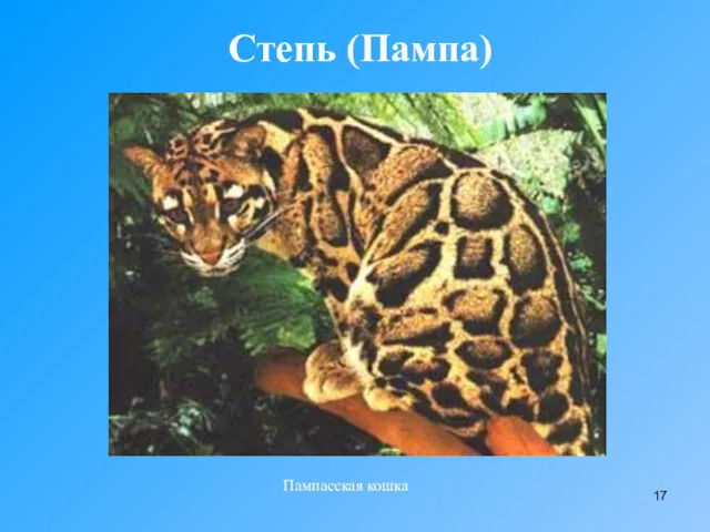 Степь (Пампа) Пампасская кошка