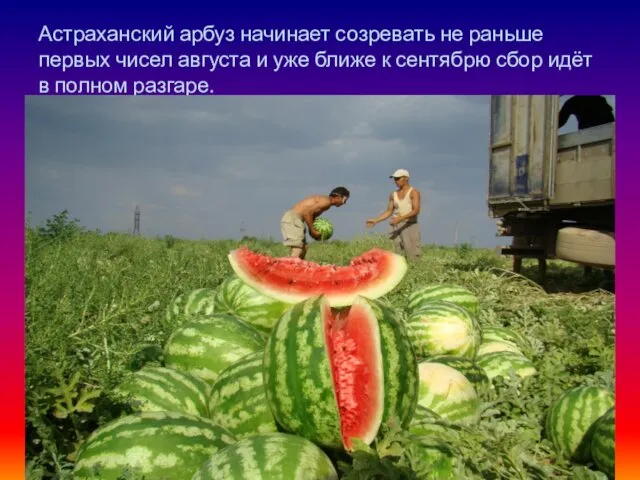 Астраханский арбуз начинает созревать не раньше первых чисел августа и