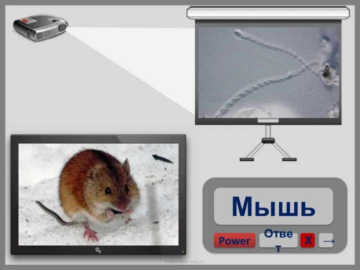 Мышь Power Ответ Х →