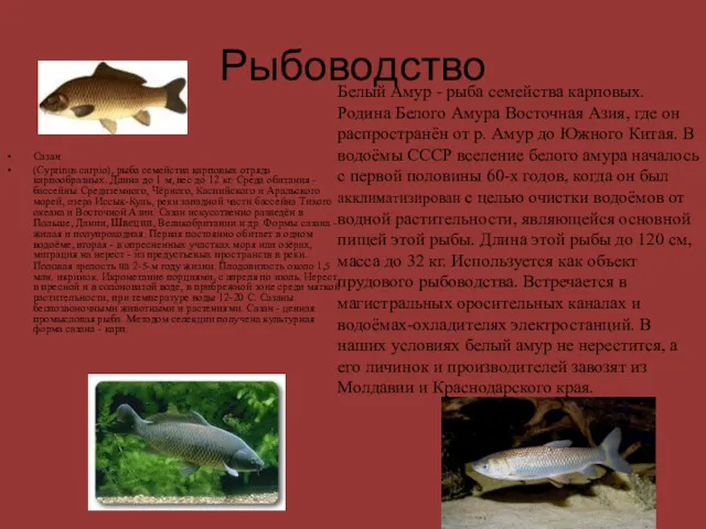 Рыбоводство Сазан (Cyprinus carpio), рыба семейства карповых отряда карпообразных. Длина