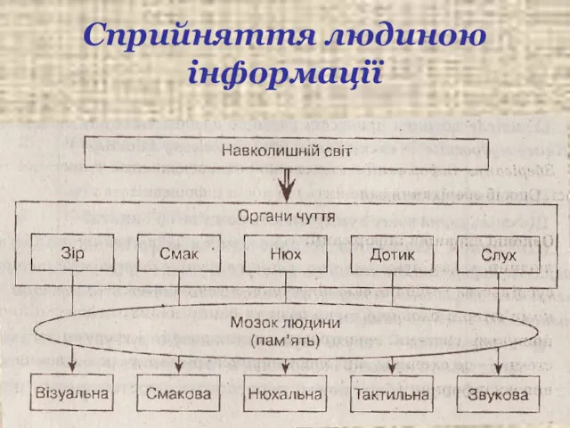 Сприйняття людиною інформації