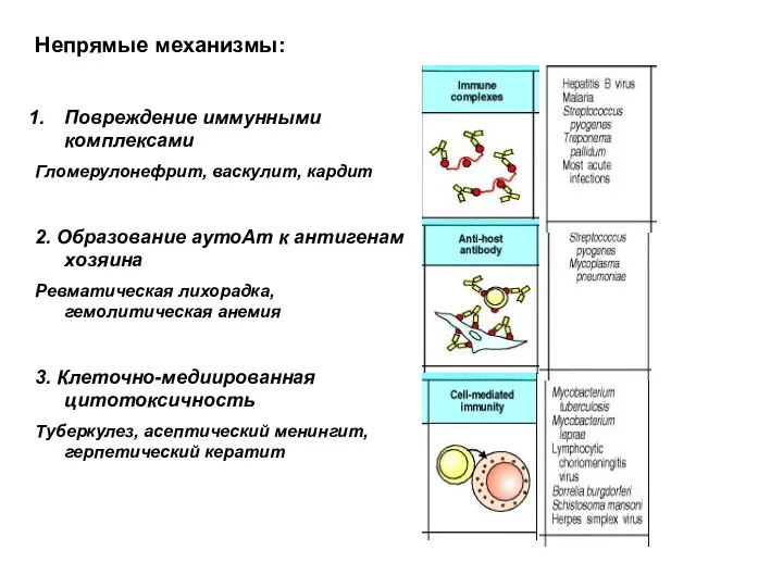 Непрямые механизмы: Повреждение иммунными комплексами Гломерулонефрит, васкулит, кардит 2. Образование