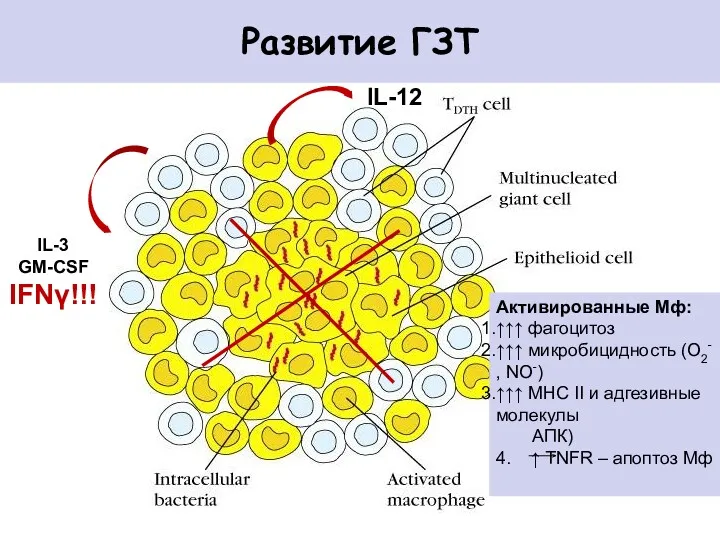 Развитие ГЗТ IL-3 GM-CSF IFNγ!!! Активированные Мф: ↑↑↑ фагоцитоз ↑↑↑