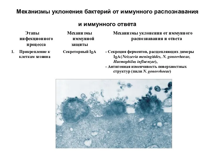 Механизмы уклонения бактерий от иммунного распознавания и иммунного ответа