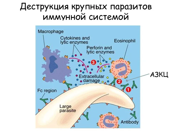 Деструкция крупных паразитов иммунной системой АЗКЦ