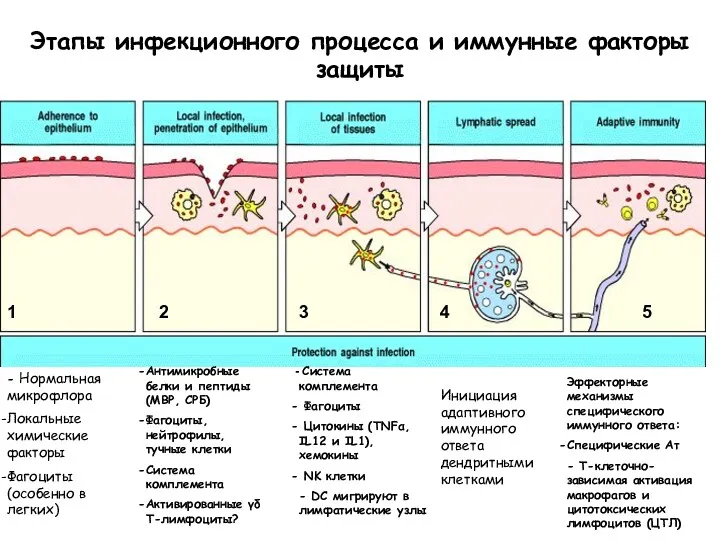Этапы инфекционного процесса и иммунные факторы защиты - Нормальная микрофлора Локальные химические факторы